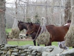 DSCN7817.jpg