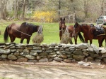 DSCN7905.jpg