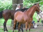 Wethersfield Memeorial Day 2017 (1).JPG