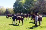 Horse Drill 2019 (2).JPG