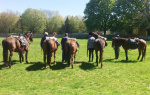 Horse Drill 2019 (4).JPG
