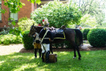 Wethersfield MemDay 2019 (27).jpg