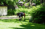Wethersfield MemDay 2019 (107).jpg
